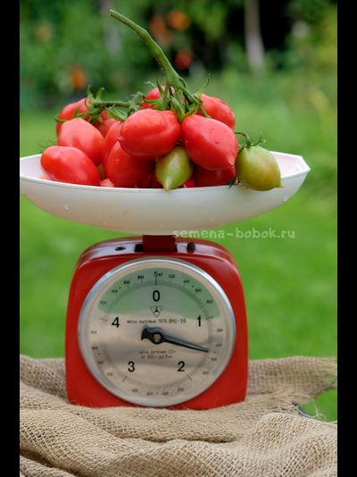 Томат Новинка Приднестровья, 10 шт