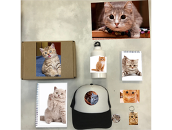 Бокс с котиками №2