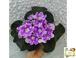 DS-Изюм (Dimetris) 2014 г.