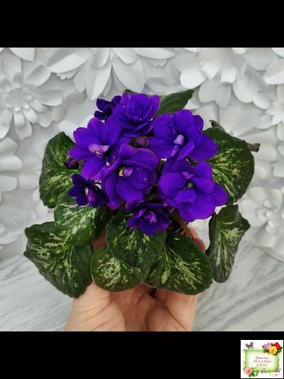 Sterling Trinket (E. Champion) (лист посажен 30.01.26)