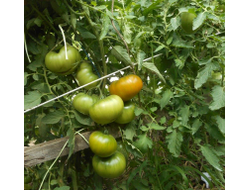 Томат Малахитовая шкатулка