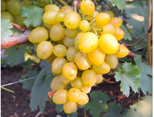 Кинельский рафинад