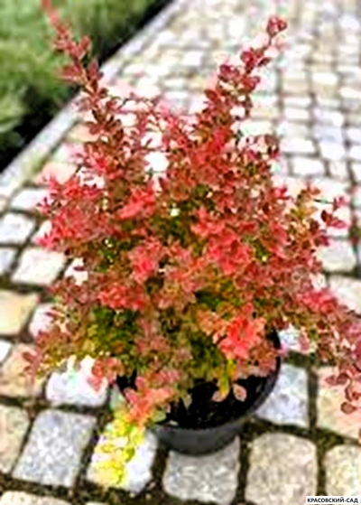 Барбарис Тунберга Orange Alf - фото в горшке - красовский-сад.рф