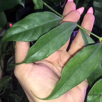 HOYA CYSTIANTHA