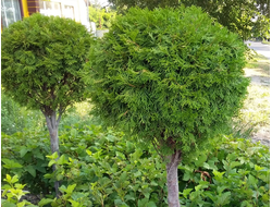 Туя западная Smaragd, шар, C20