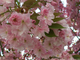Вишня Аманогава (Prunus serrulata Amanogava)
