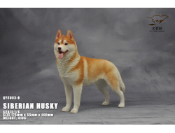 Сибирская хаски (рыжая) - Коллекционная ФИГУРКА 1/6 scale Husky (QYC003B) - QuanYingCun