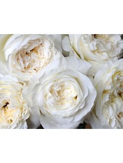 Вайт Эшли (White Ashley)