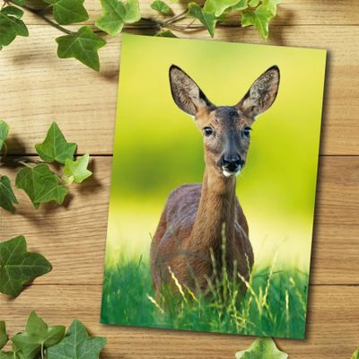 Пушистый Самоед