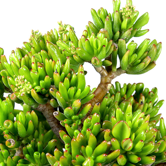 Crassula Hobbit