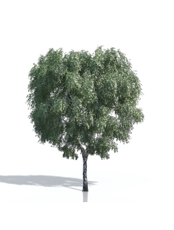 Billboards Дерево летнее_22