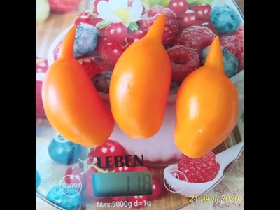 Томат Сокровище (Akmore Treasure)