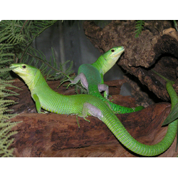 Гастрофолис (Gastropholis prasina)