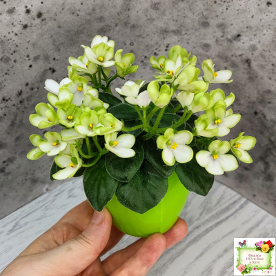 Mac's Misty Meadow (G.McDonald)