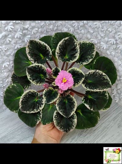 Р-Донна Роза Дальвадорес (В. Зуб) 2021 г.