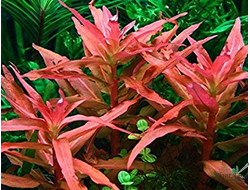 Аммания грацилис (меристемная)