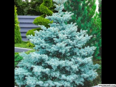 Ель колючая
