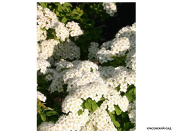 Спирея ниппонская Халвард Сильвер - Halward`s Silver