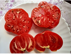 Томат Амиш округа Тодд (Тодд Амиш Конти, Todd Amish County )