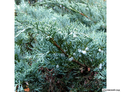 Можжевельник Виргинский Хетц - Virginiana Hetz