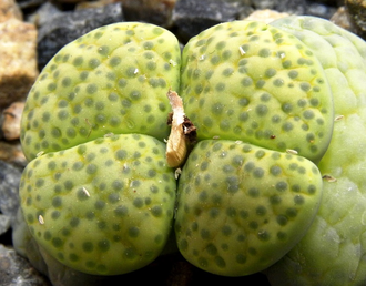 Lithops fulviceps 'Aurea' C363 - 10 семян