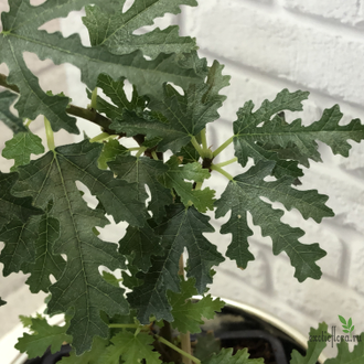 Ficus carica var. afhganica / Фикус Карика Афганика