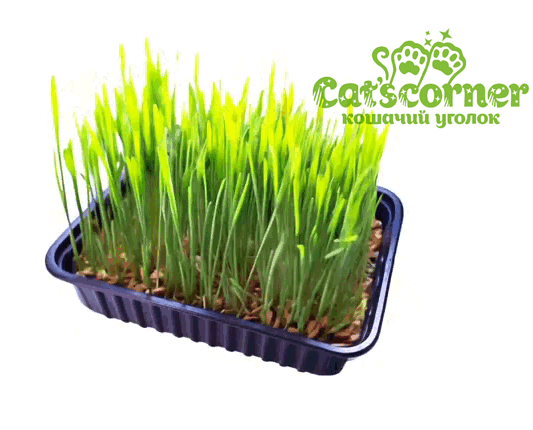 Растим траву для кошки в домашних условиях правильно!