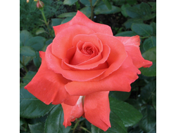 Деметра  (Demetra, Wow) De Ruiter Innovations