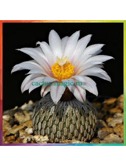 Pelecyphora pseudopectinata MZ 731