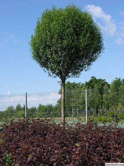 Вишня Убракулифера - Umbraculifera