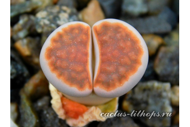 Lithops karasmontana 'Lateritia' 