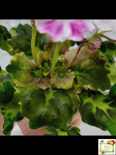 АВ-Птица Певчая (Фиалковод) 2022 г. (лист посажен 29.01.26)