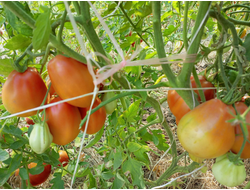 Томат Клубничный (Fragolone), Италия