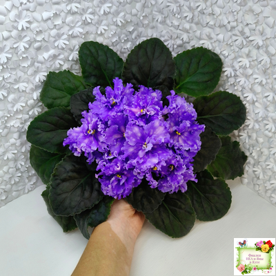 МТ-XXL Эльф (М. Тотиева) 2022 г.