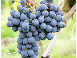 Виноградная косточка рафинированное 50 мл