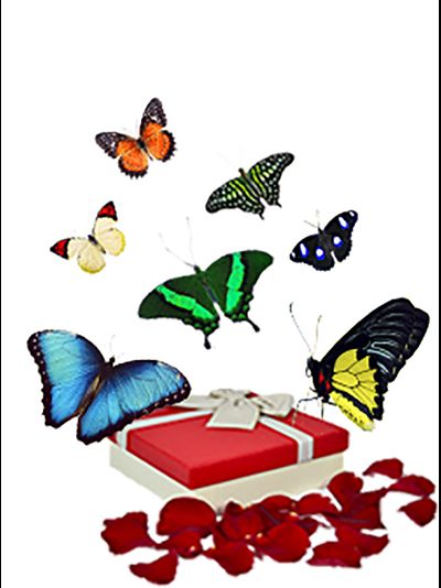 Салют из 7 бабочек яркий микс . от 7 до 16 см.