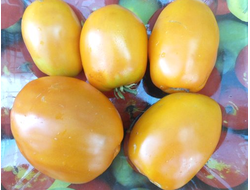 Томат Перцевидный оранжевый