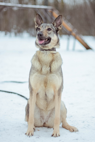 Шакки