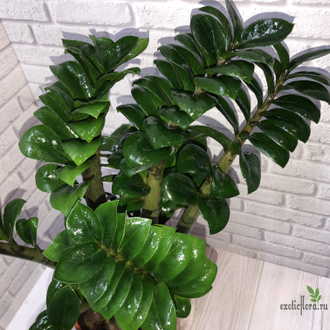 Замиокулькас Зензи (Жук) / Zamioculcas Zenzi (Bug)