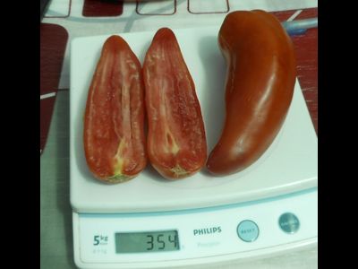 Томат Сибирский казак