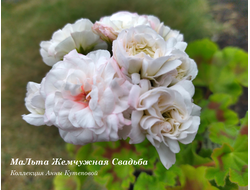 Пеларгония Жемчужная Свадьба фото