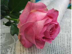 Кенди Аваланж (Candy Avalanche), Lex Voorn.