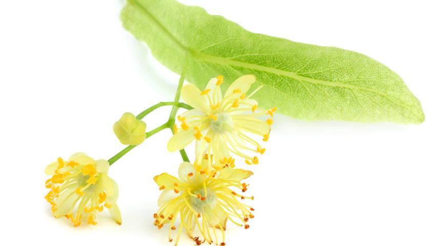 Соцветья липы для варенья Благоедов