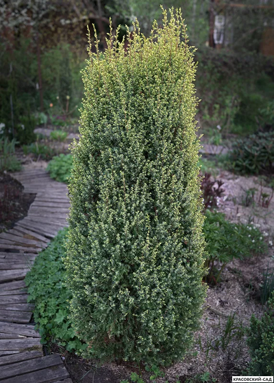 Можжевельник обыкновенный Суэцика