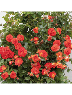 Мисс Танжерин(Miss Tangerine)