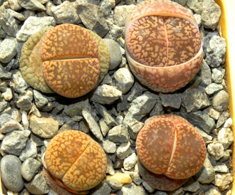 Lithops aucampiae Soetmelksvlei (MG-1541.994)