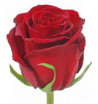Розы Эксплорер Красные (до 80 см) Эквадор