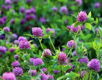 Гидролат Красного клевера (Trifolium pratense) цветы 100 мл
