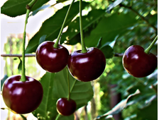 Вишня Владимирская  3х летка