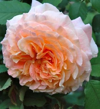 Джеф Л Артист (Jef l&#039;Artiste), Dominique Massad, шраб.